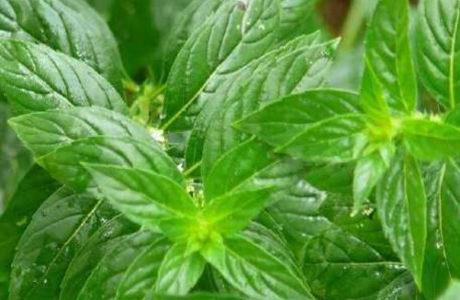 薄荷油能否驅(qū)鼠？生物質(zhì)驅(qū)蟲劑的奧秘