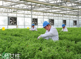 冰草為什么酸？生物質(zhì)驅(qū)蟲劑的新選擇